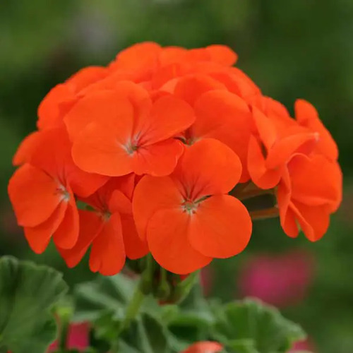 orange Geranium flower.jpg