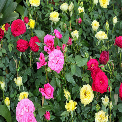 Beautiful roses in the garden.jpg