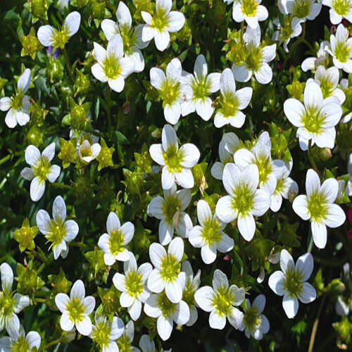 A dense carpet of small, delicate white flowers with yellow centers, tufted saxifrage (Saxifraga ces.jpg