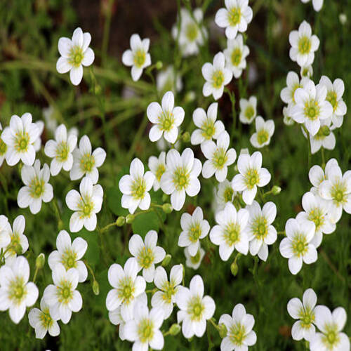 Saxifraga flowers bloom in the garden in spring.jpg