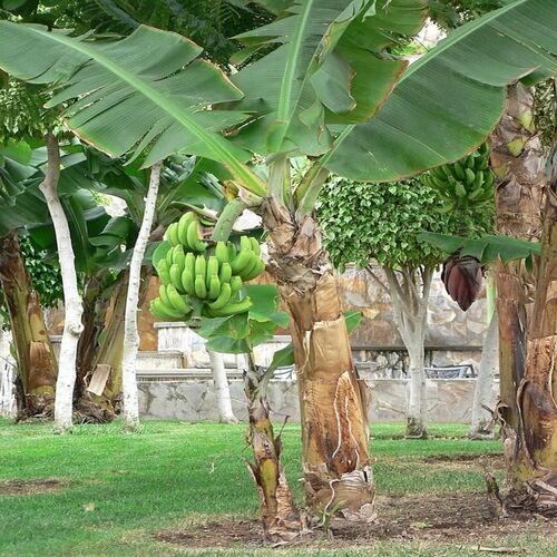 green Banana Tree.jpg