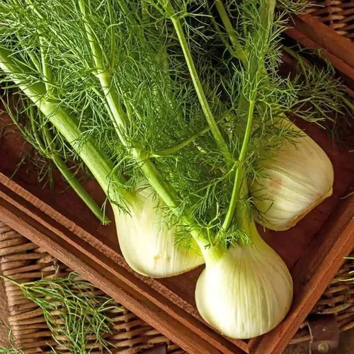 green Fennel vegetable1.jpg