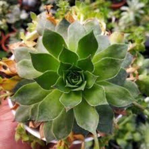 Sempervivum1.jpg