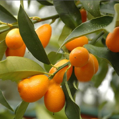 orange Kumquat fruit1.jpg