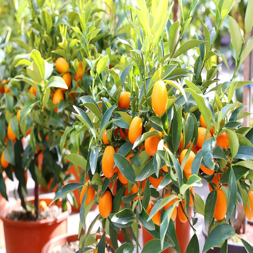 orange Kumquat fruit.jpg