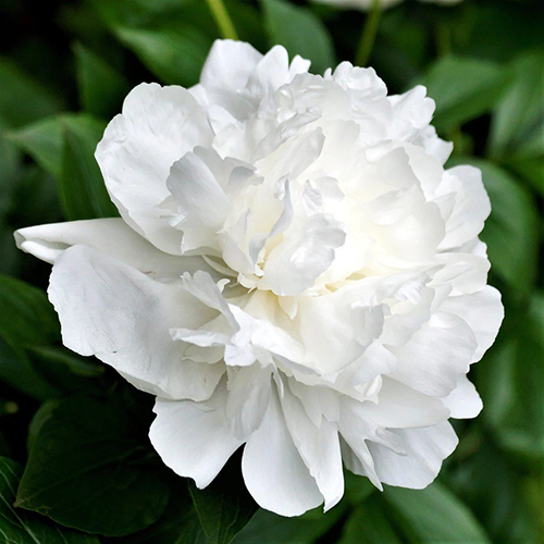 white Peony flower.jpg
