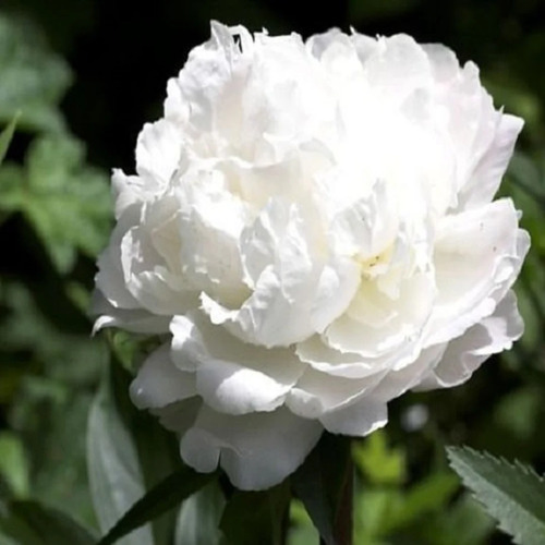 white Peony flower1.jpg