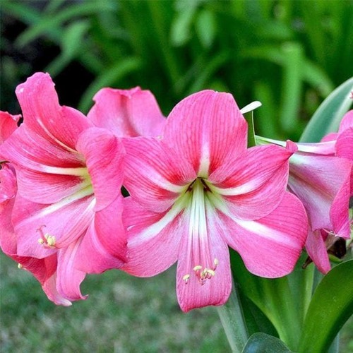 pink Amaryllis flower.jpg