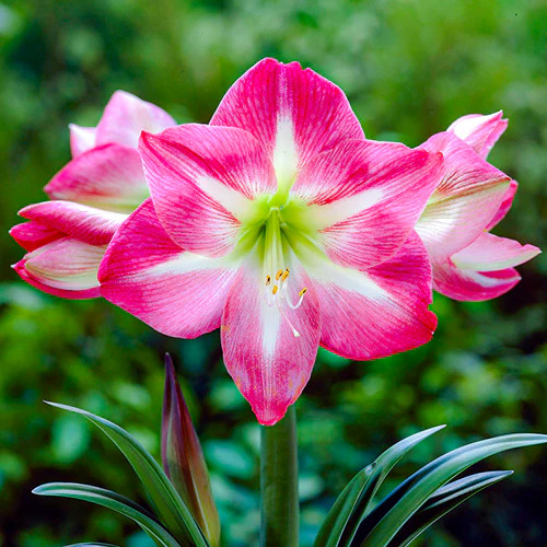 pink Amaryllis flower1.jpg