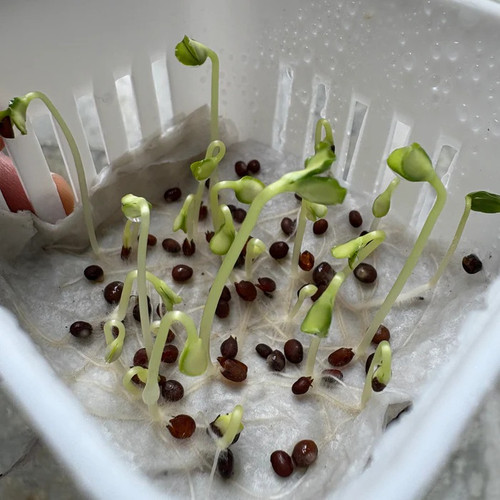 Balsam Camellia Flowered Mix Seeds 1.jpg