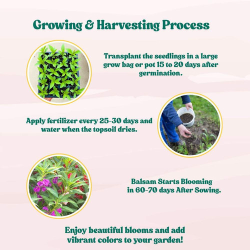 Balsam Camellia Flowered Mix Seeds 2.jpg