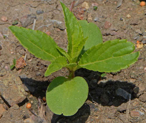 Balsam Camellia Flowered Mix Impatiens balsamina Seedling IBAL.jpg