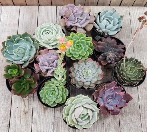 ECHEVERIA1 mixed.jpg