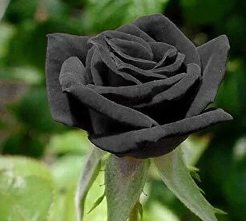 Black Rose 1.jpg