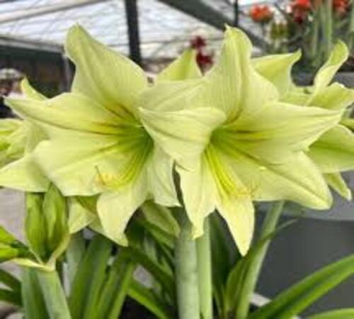 Green Amaryllis 1.jpg