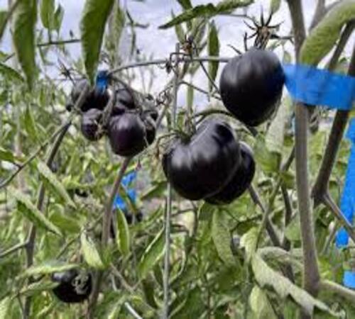 Black Tomato2.jpg