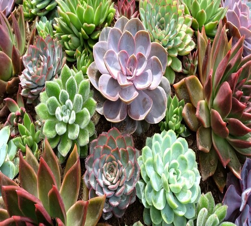 ECHEVERIA2.jpg
