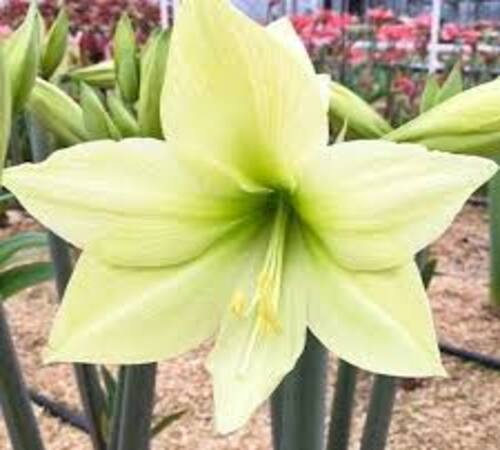 Green Amaryllis 2.jpg