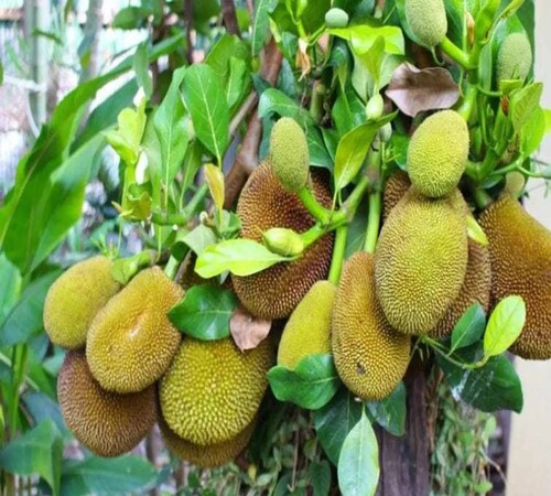 Green jackfruit 2.jpg