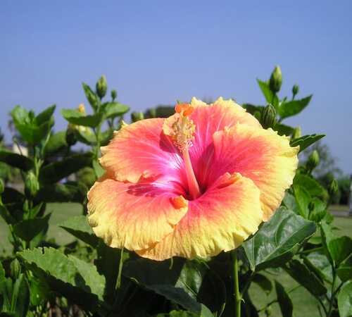 Pink Yellow Hibiscus2.jpg