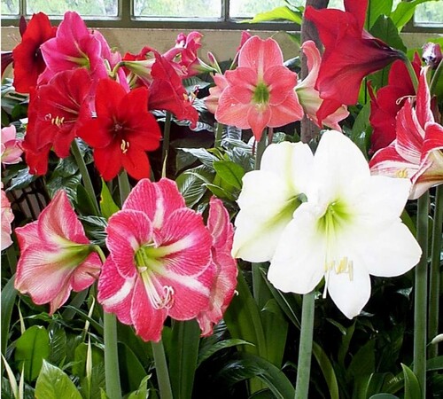 Mixed Amaryllis1.jpg