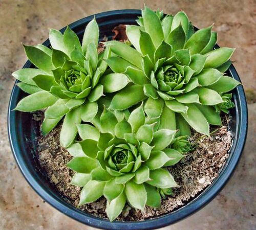 Green Sempervivum1.jpg