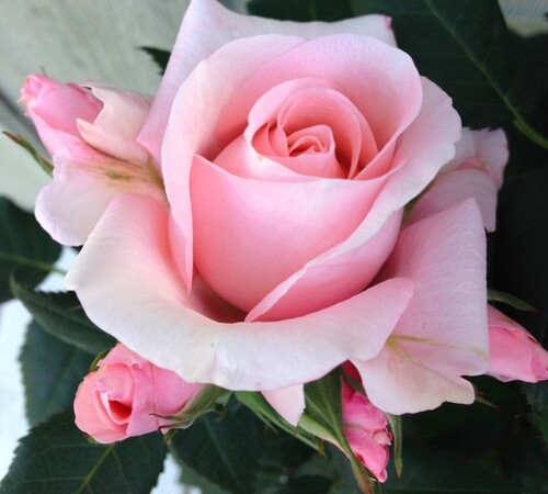 Pink Rose 2.jpg