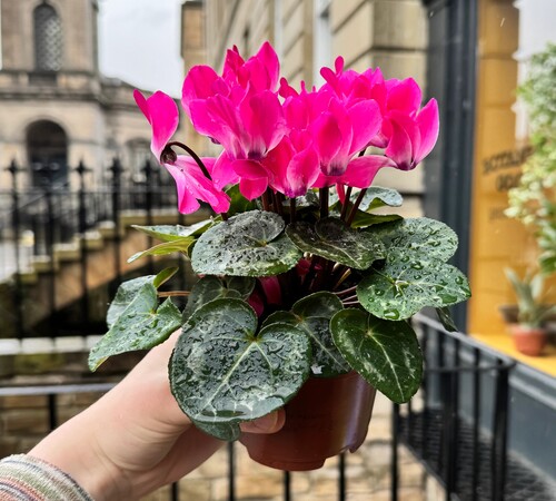 Pink Cyclamen1.jpg