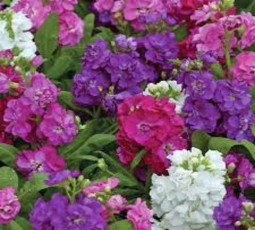 Mixed Matthiola2.jpg