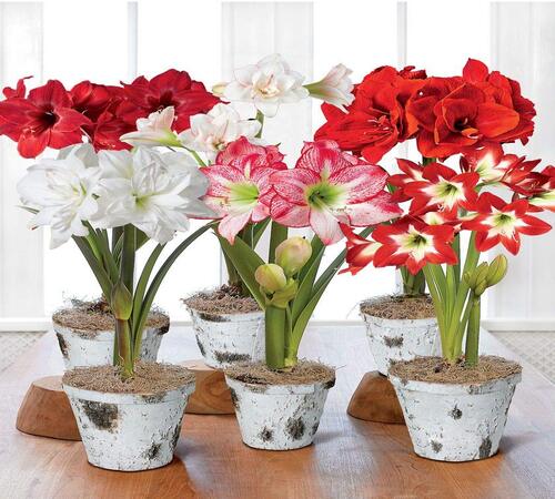 Mixed Amaryllis2.jpg