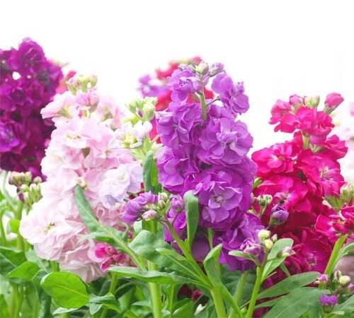 Mixed Matthiola1.jpg