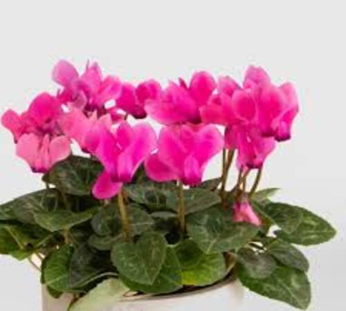 Pink Cyclamen2.jpg