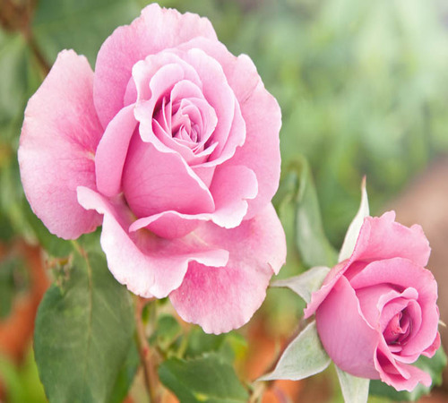 Pink Rose 1.jpg