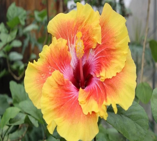 Pink Yellow Hibiscus1.jpg