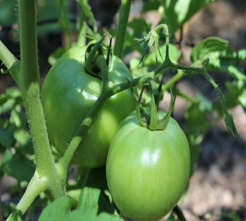 Green Tomato 2.jpg