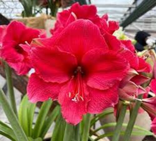 Pink Amaryllis1.jpg