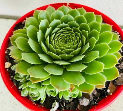 Green Sempervivum2.jpg