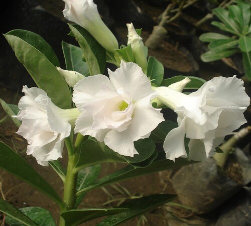 White Adenium1.jpg