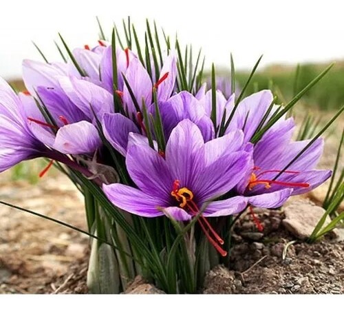Purple saffron1.jpg