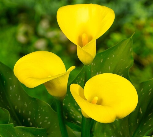 Yellow Calla Lily1.jpg