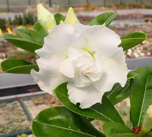 White Adenium2.jpg