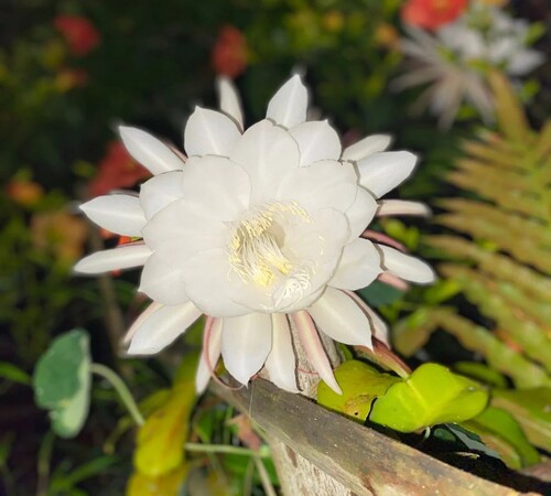 White Epiphyllum1.jpg