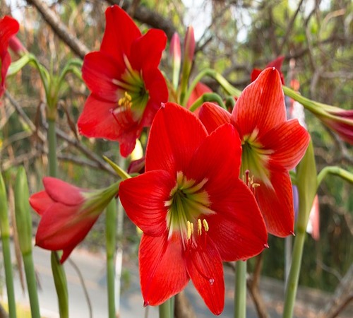 Red Amaryllis2.jpg