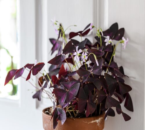 Purple Oxalis 2.jpg