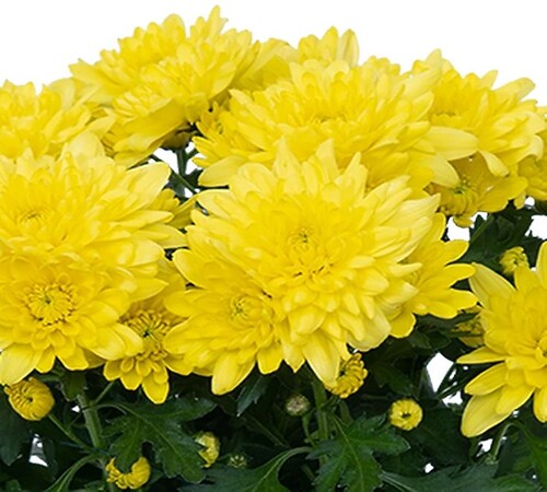 Yellow Chrysanthemum1.jpg