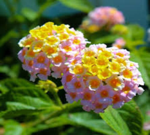 Yellow pink Lantana 1.jpg