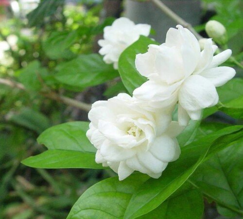White jasmine1.jpg