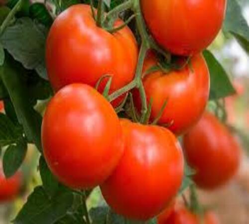 Red Tomato1.jpg