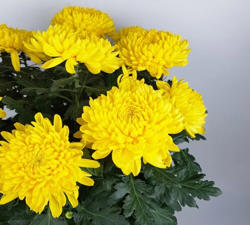 Yellow Chrysanthemum2.jpg