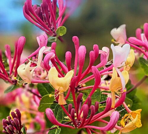 Yellow Pink Lonicera 1.jpg